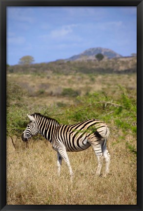 Framed South Africa, Zulu Nyala Game Reserve, Zebra Print