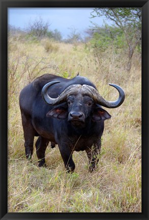 Framed South Africa, Zulu Nyala GR, Cape Buffalo Print