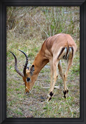 Framed South Africa, Zulu Nyala GR, Impala wildlife Print