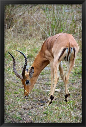 Framed South Africa, Zulu Nyala GR, Impala wildlife Print