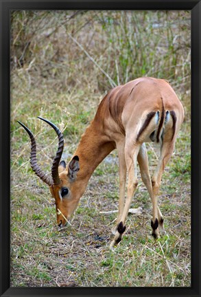 Framed South Africa, Zulu Nyala GR, Impala wildlife Print