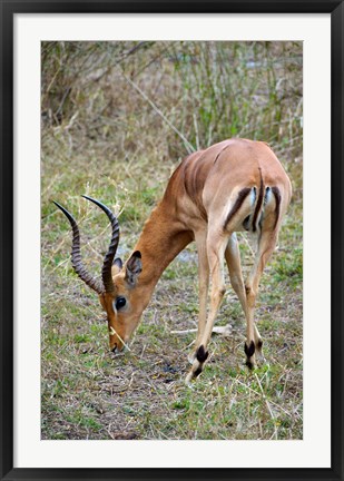 Framed South Africa, Zulu Nyala GR, Impala wildlife Print