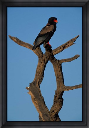 Framed South Africa, Kgalagadi, Bateleur, African raptor bird Print