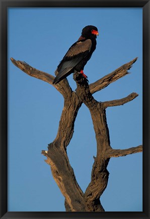 Framed South Africa, Kgalagadi, Bateleur, African raptor bird Print