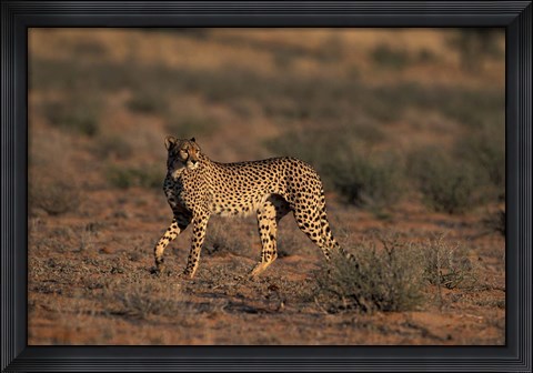 Framed South Africa, Kgalagadi Transfrontier Park, Cheetah Print