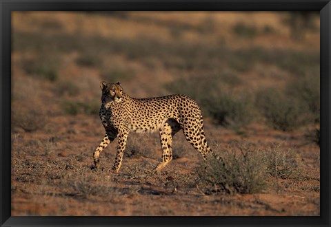 Framed South Africa, Kgalagadi Transfrontier Park, Cheetah Print