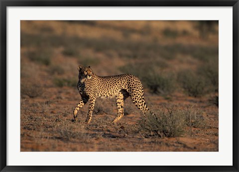 Framed South Africa, Kgalagadi Transfrontier Park, Cheetah Print