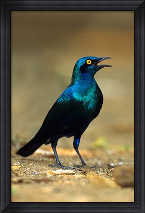 Framed South Africa, Kruger, Greater Blue Eared Starling bird Print