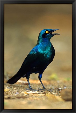 Framed South Africa, Kruger, Greater Blue Eared Starling bird Print