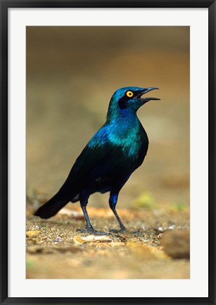 Framed South Africa, Kruger, Greater Blue Eared Starling bird Print