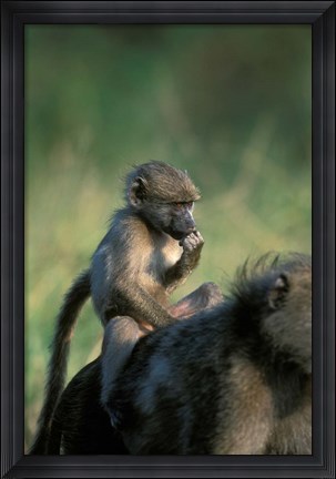 Framed South Africa, Kruger NP, Chacma Baboon troop in grass Print