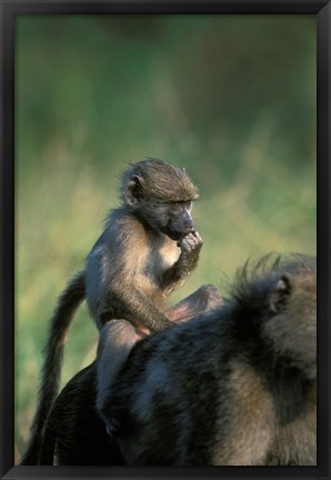 Framed South Africa, Kruger NP, Chacma Baboon troop in grass Print