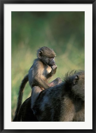 Framed South Africa, Kruger NP, Chacma Baboon troop in grass Print