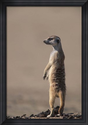 Framed South Africa, Kgalagadi, Meerkat, Mongoose Print