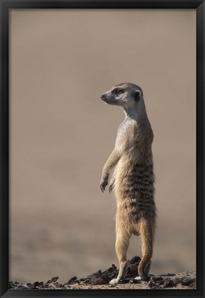 Framed South Africa, Kgalagadi, Meerkat, Mongoose Print