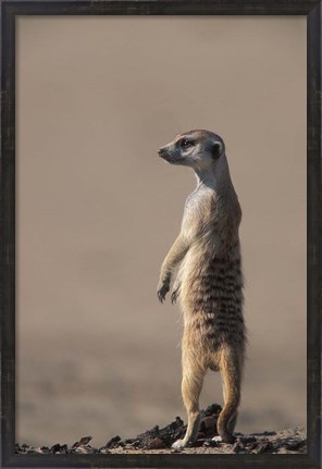 Framed South Africa, Kgalagadi, Meerkat, Mongoose Print