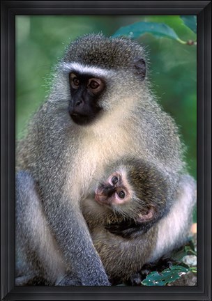 Framed South Africa, Tsitsikamma NP, Vervet Monkey, rainforest Print