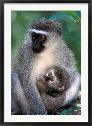 Framed South Africa, Tsitsikamma NP, Vervet Monkey, rainforest Print