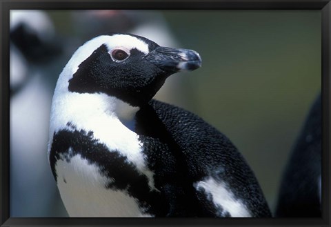 Framed Close up of African Penguin Print