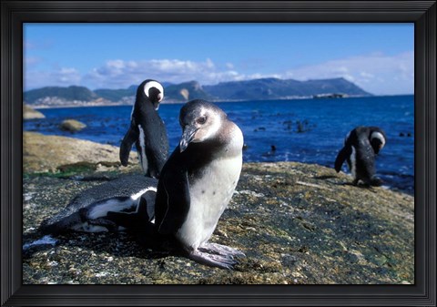 Framed South Africa, Simon&#39;s Town, Jackass Penguin, coastline Print