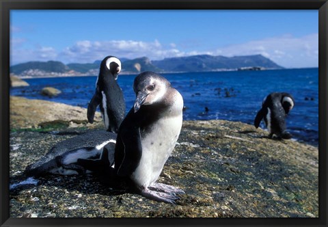 Framed South Africa, Simon&#39;s Town, Jackass Penguin, coastline Print