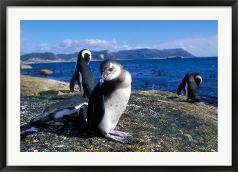 Framed South Africa, Simon&#39;s Town, Jackass Penguin, coastline Print