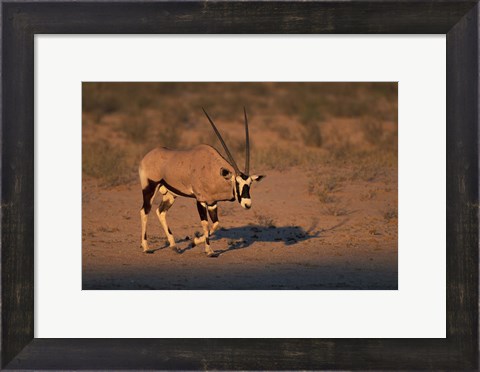 Framed South Africa, Kalahari Desert, Gemsbok wildlife Print