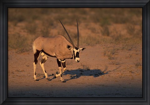 Framed South Africa, Kalahari Desert, Gemsbok wildlife Print