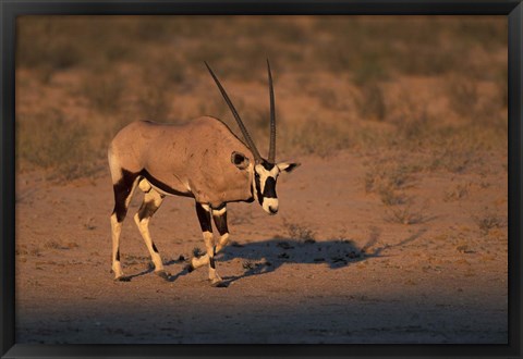 Framed South Africa, Kalahari Desert, Gemsbok wildlife Print