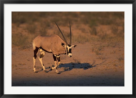 Framed South Africa, Kalahari Desert, Gemsbok wildlife Print