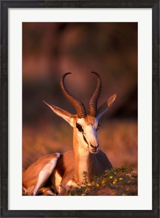 Framed South Africa, Springbok wildlife, Kalahari Desert Print