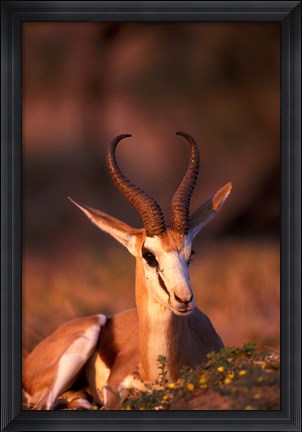 Framed South Africa, Springbok wildlife, Kalahari Desert Print