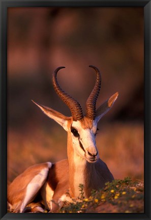 Framed South Africa, Springbok wildlife, Kalahari Desert Print