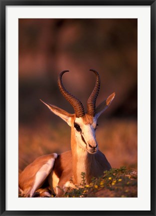 Framed South Africa, Springbok wildlife, Kalahari Desert Print