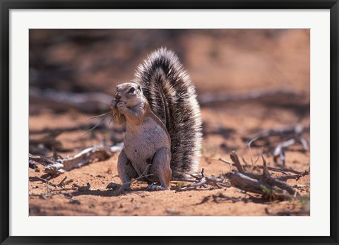 Framed Squirrel Print