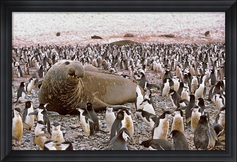 Framed Southern Elephant Seal big bull and chinstrap penguins, wildlife, South Georgia Print