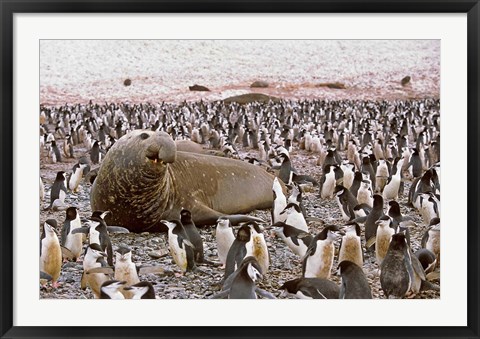 Framed Southern Elephant Seal big bull and chinstrap penguins, wildlife, South Georgia Print