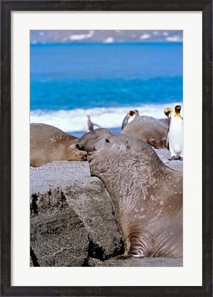 Framed Southern Elephant Seal bull waiting  to mate, Island of South Georgia Print