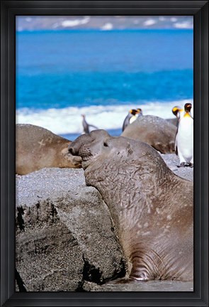 Framed Southern Elephant Seal bull waiting  to mate, Island of South Georgia Print