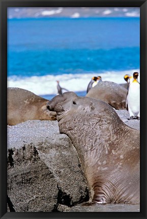 Framed Southern Elephant Seal bull waiting  to mate, Island of South Georgia Print