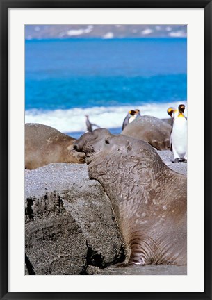 Framed Southern Elephant Seal bull waiting  to mate, Island of South Georgia Print