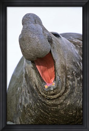 Framed Southern Elephant Seal bull, South Georgia Print
