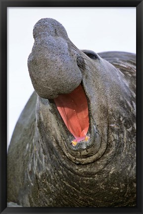 Framed Southern Elephant Seal bull, South Georgia Print