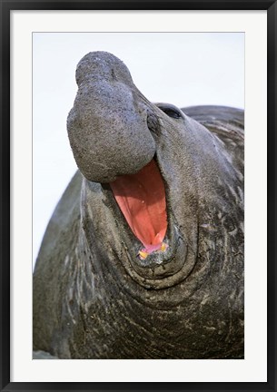 Framed Southern Elephant Seal bull, South Georgia Print