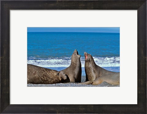 Framed Fighting Elephant Seal cows, South Georgia Print