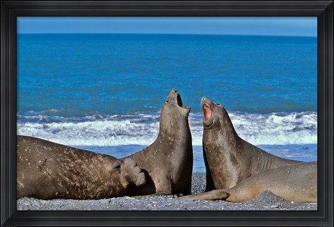 Framed Fighting Elephant Seal cows, South Georgia Print