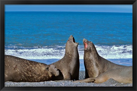 Framed Fighting Elephant Seal cows, South Georgia Print