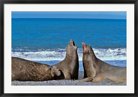 Framed Fighting Elephant Seal cows, South Georgia Print