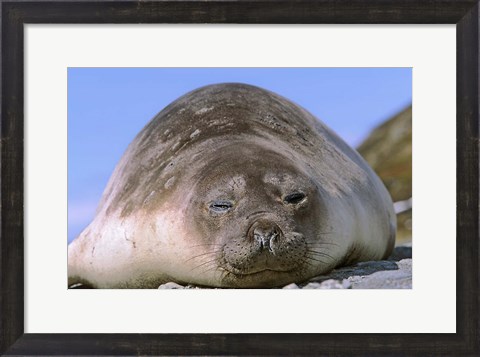 Framed Resting Elephant Seal cow,  South Georgia Print