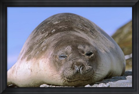 Framed Resting Elephant Seal cow,  South Georgia Print